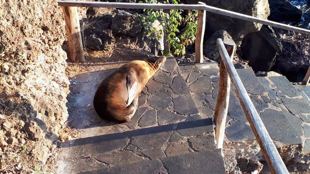 Frigatebird Nesting Site