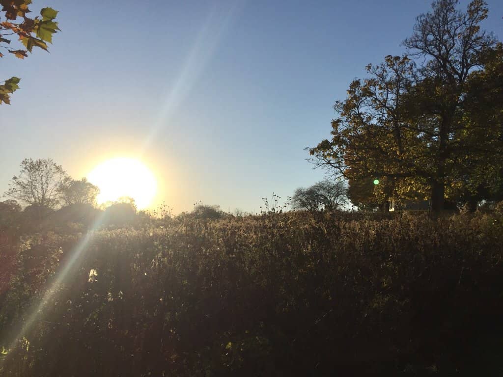 Sunset Spectacles