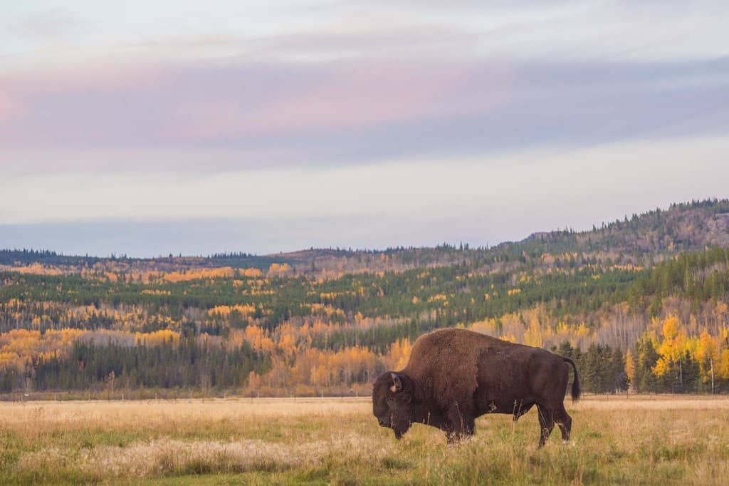 Lynx Feeding Experience