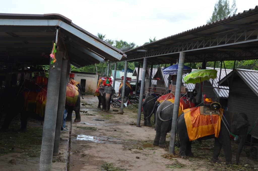 Elephant Rides