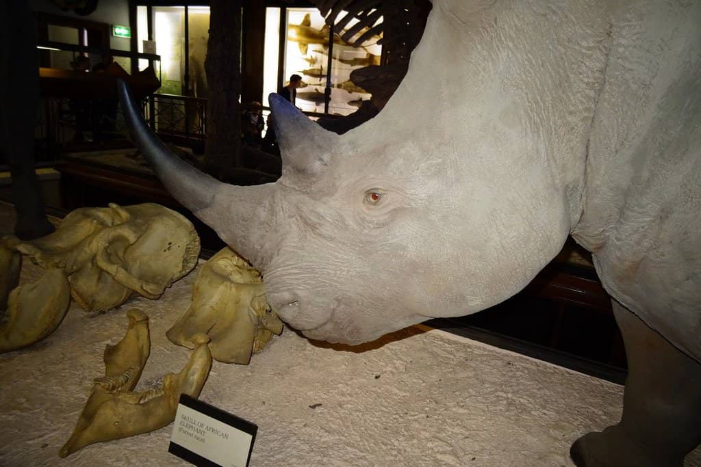 Giant Squid 'Archie'
