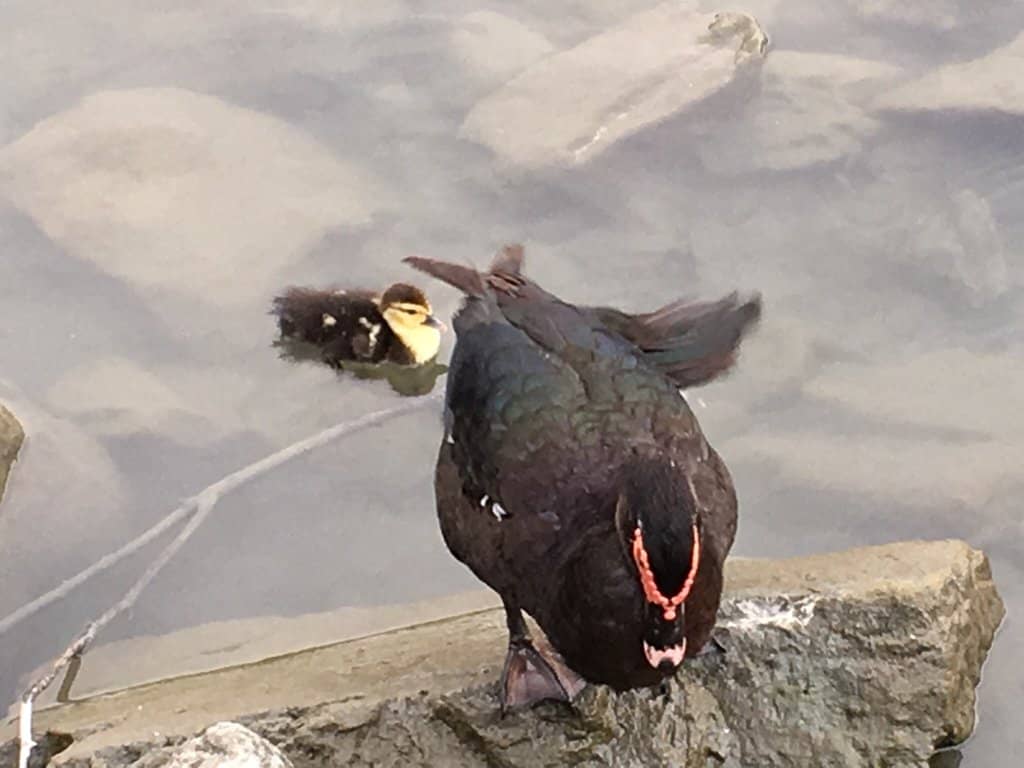 Suspension Bridge to the Island