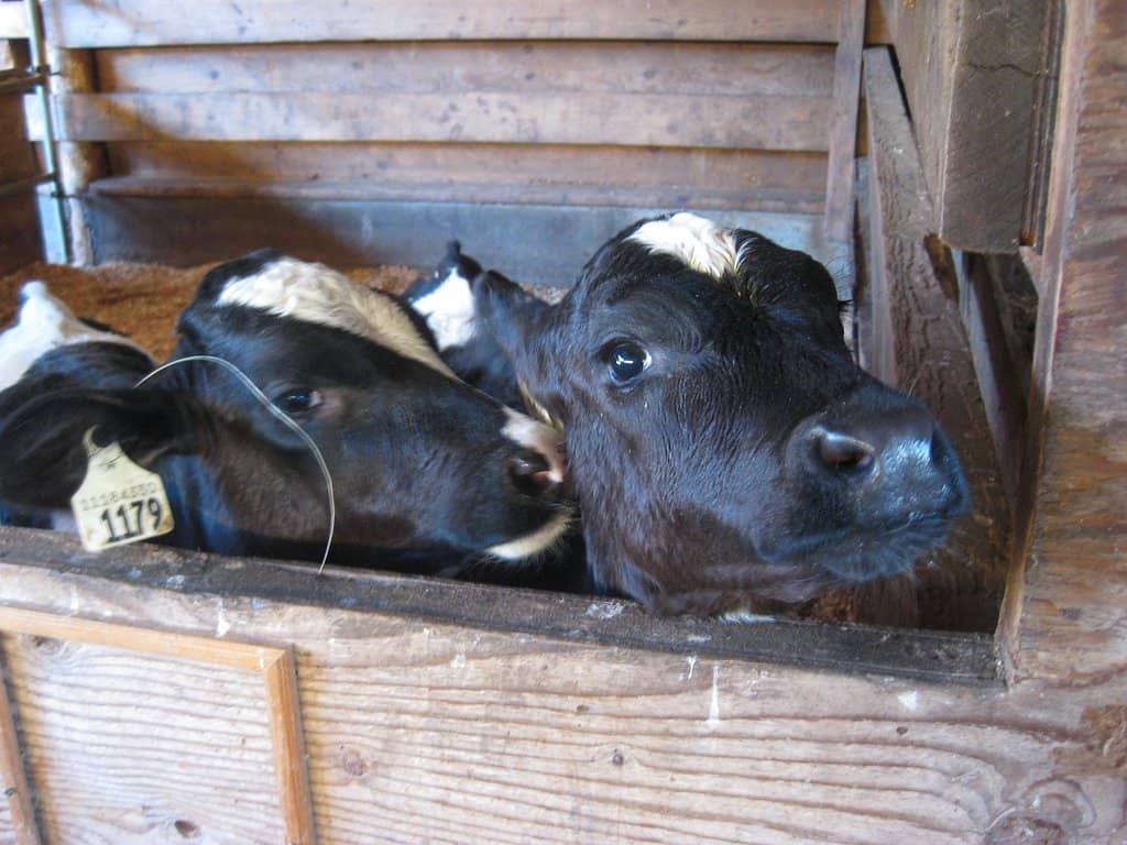 Happy Cows