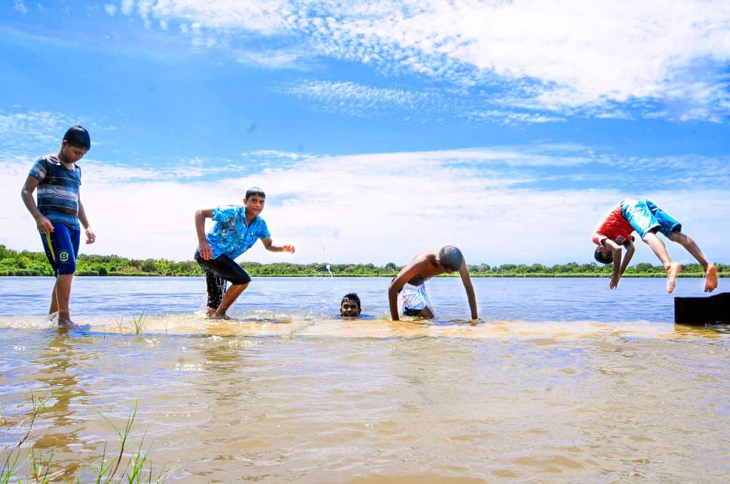Vibrant Lily Flower Blooms