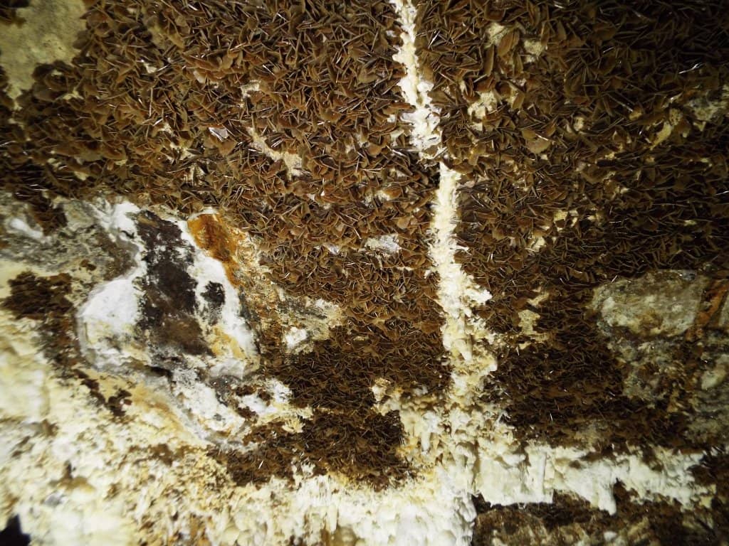 Mine Train and Elevator Ride