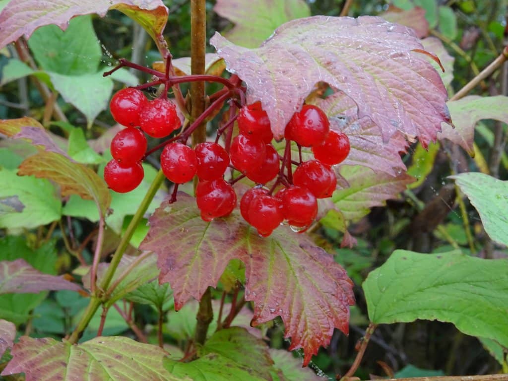 Proximity to the Sea