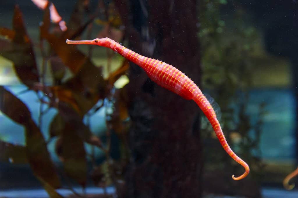 Underwater World Tunnel