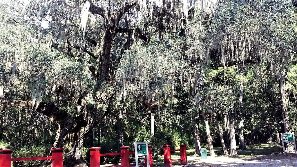 The Chinese Garden