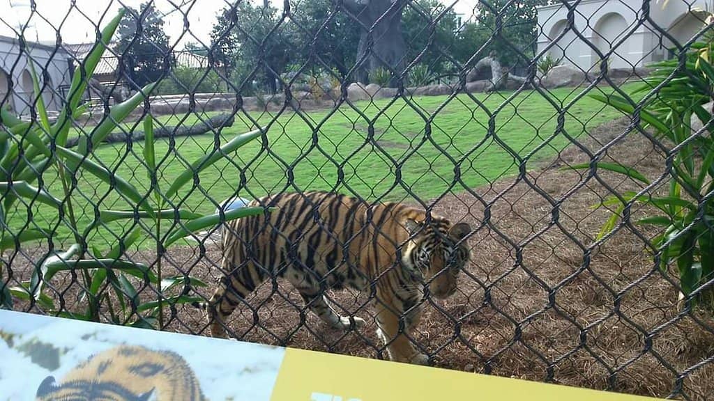 A Glimpse of the Live Mascot