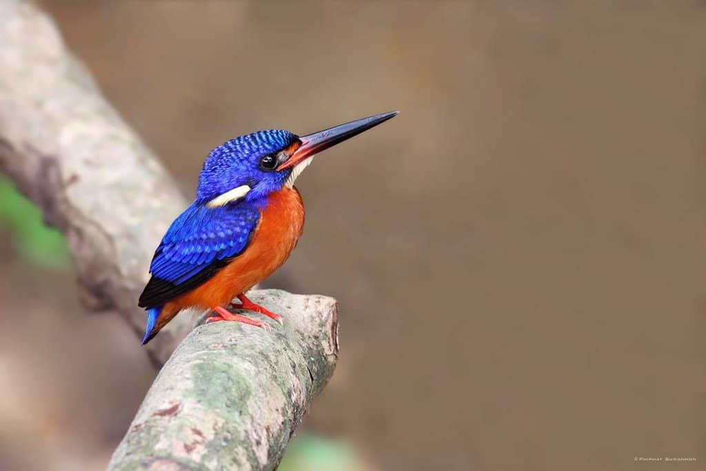 Diverse Bird Species