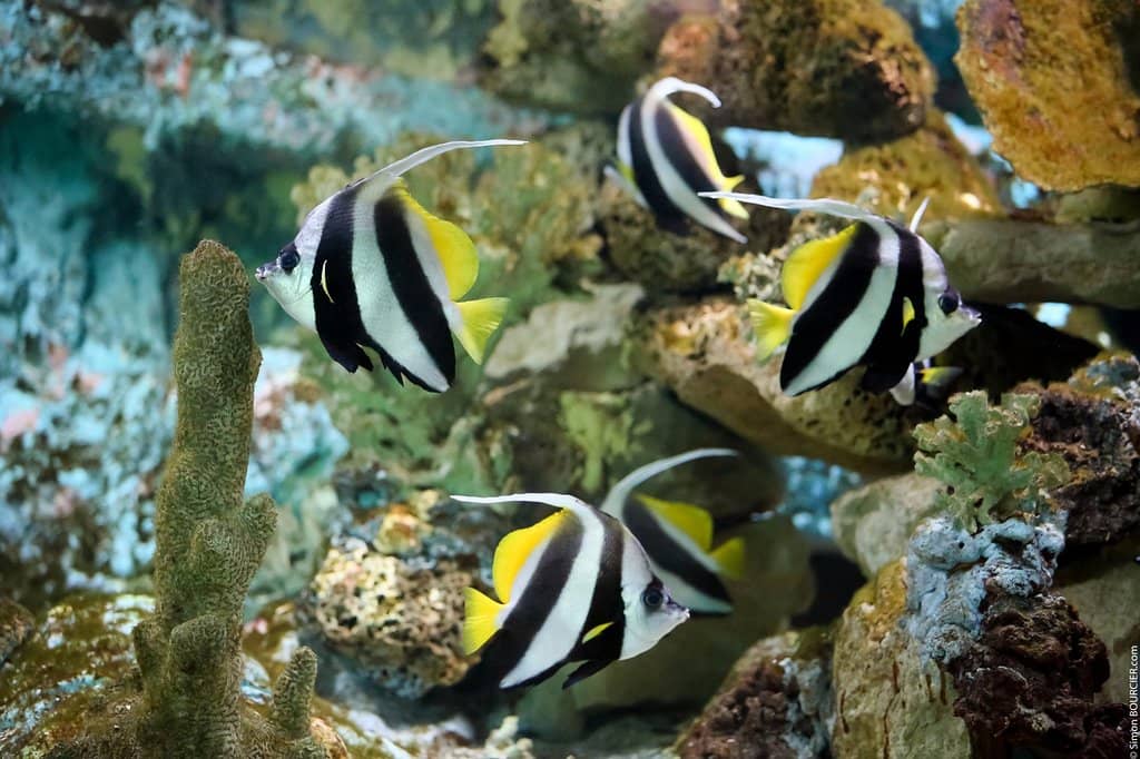 Intriguing Octopus Displays