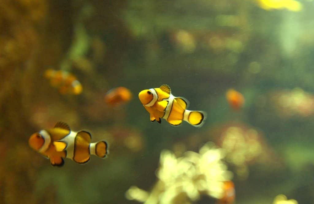 Vibrant Tropical Fish