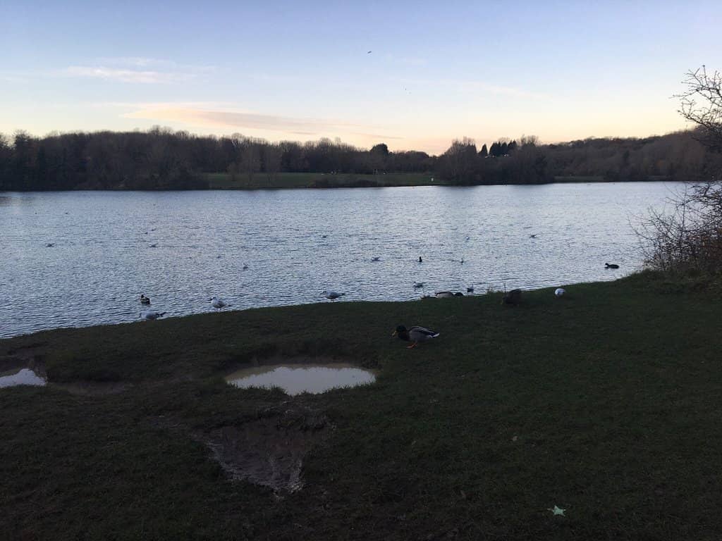 Lakes and Wildlife