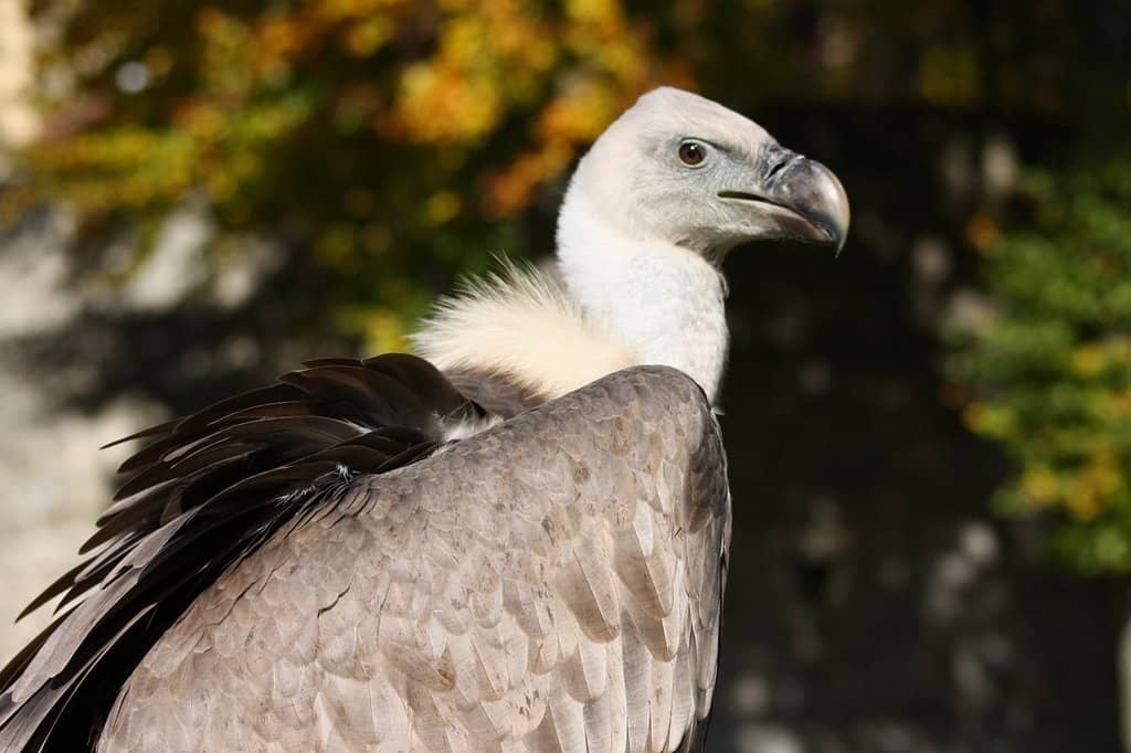 Bird of Prey Show