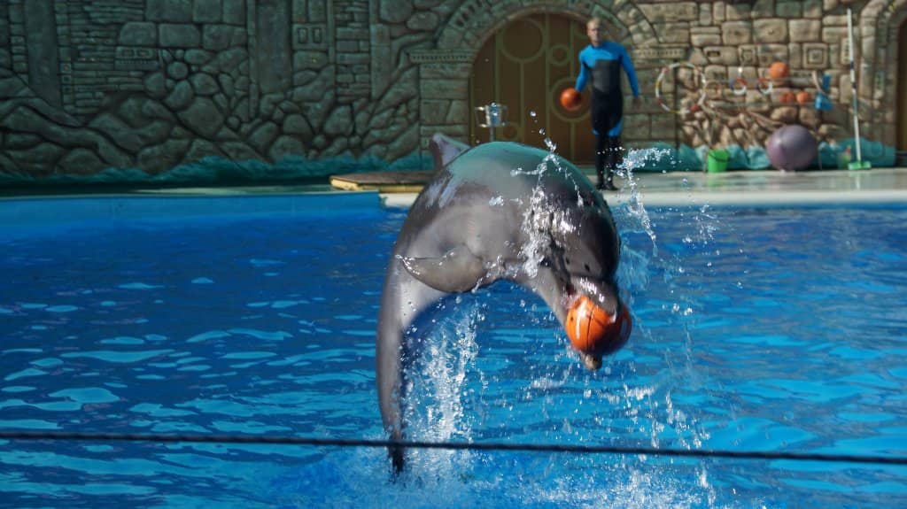 Dolphin & Beluga Whale Show
