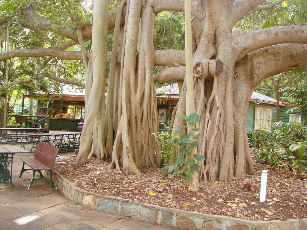Japanese Gardens