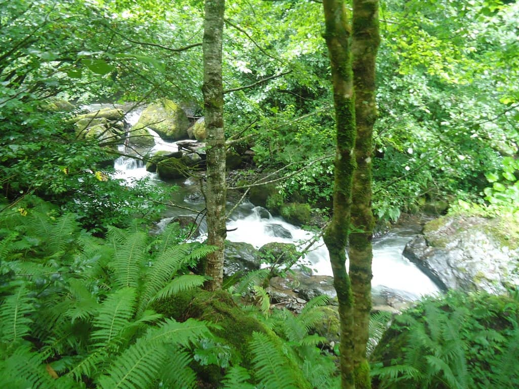 Forest Trails