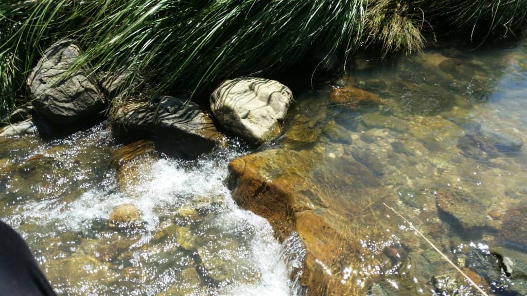 Zebra and Birdlife Spotting