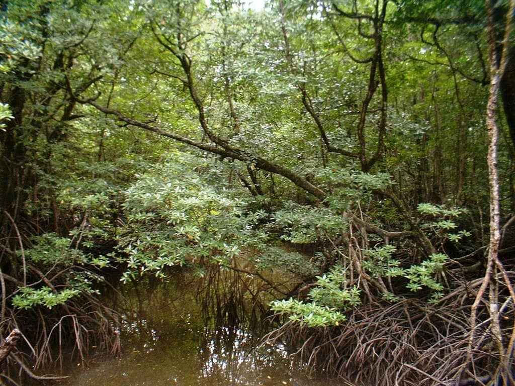 Conservation Activities
