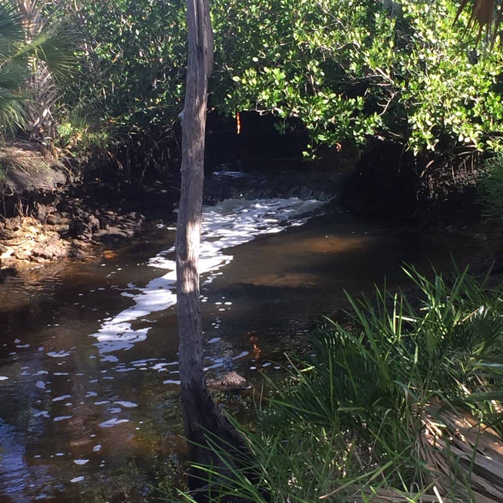 Mangrove and Pine Flatwood Trails