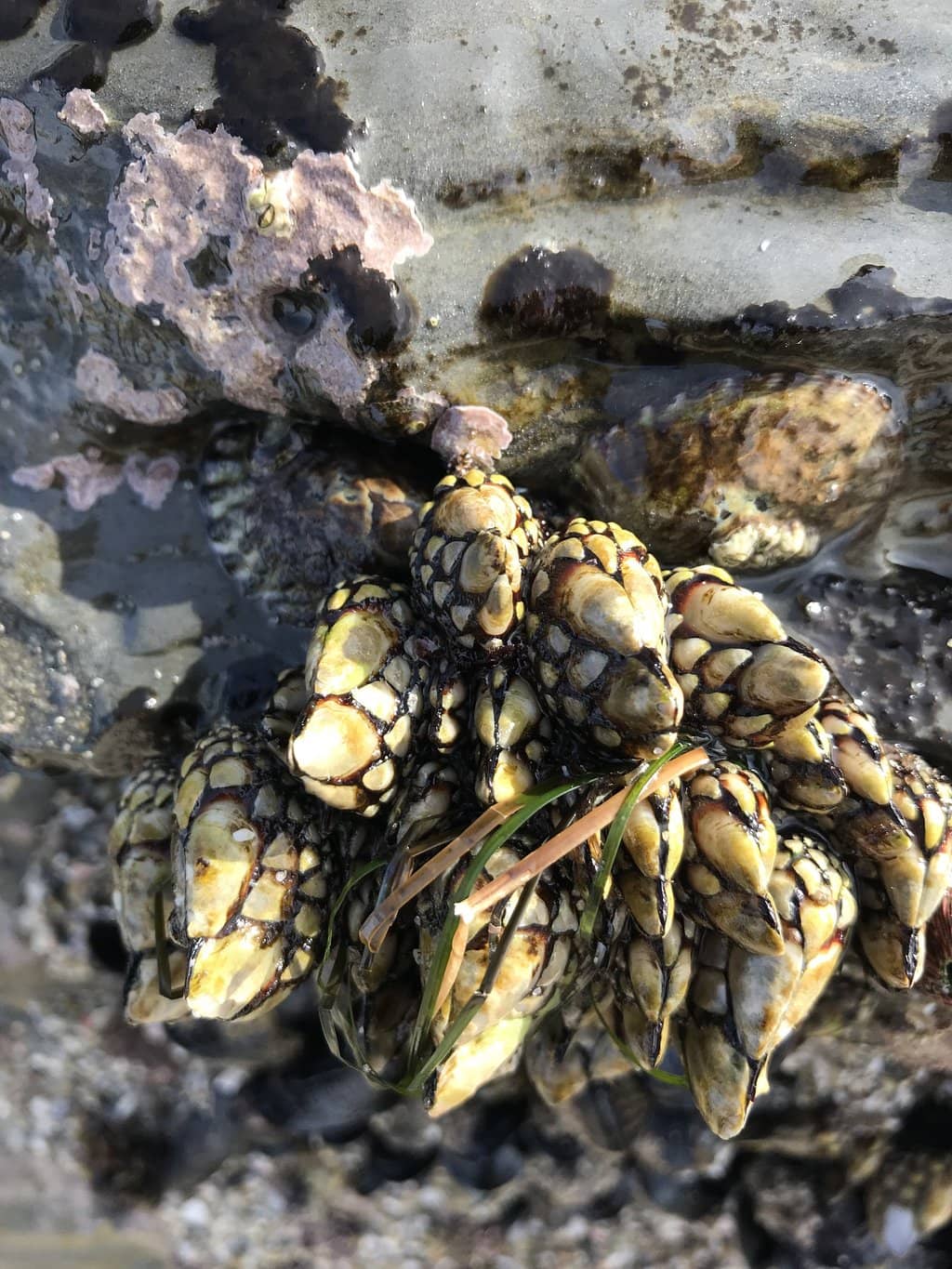 Abundant Seashell Discoveries