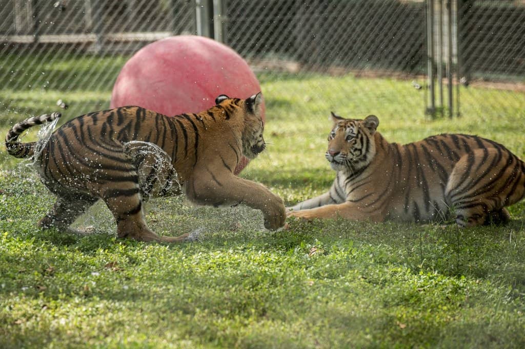 Diverse Wildlife
