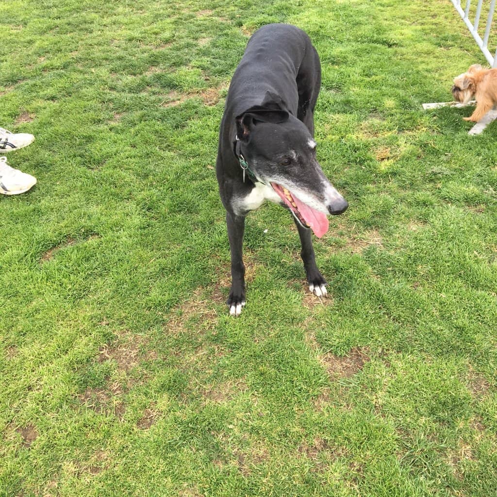 Family Playground Fun