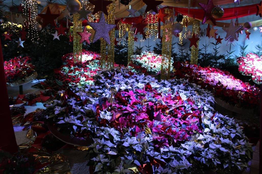 Palmenhaus (Palm House)