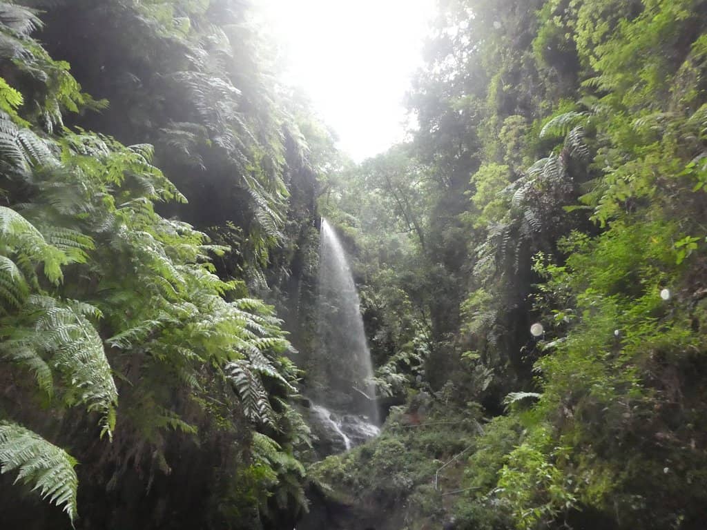 Laurel Forest Trails