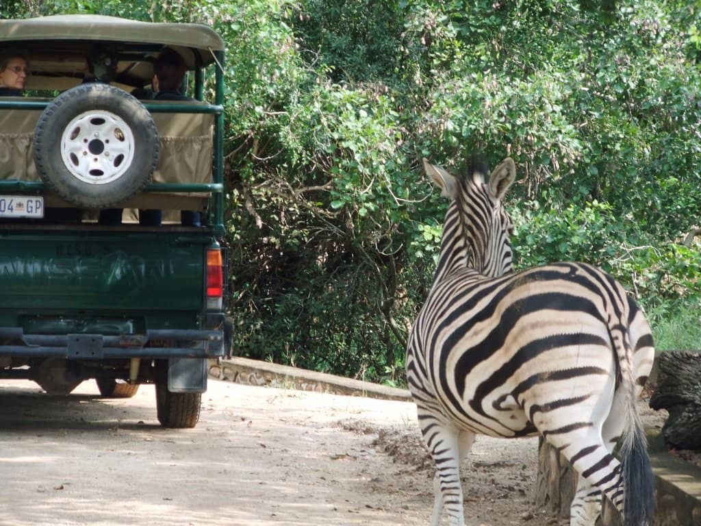 Cheetah Rehabilitation