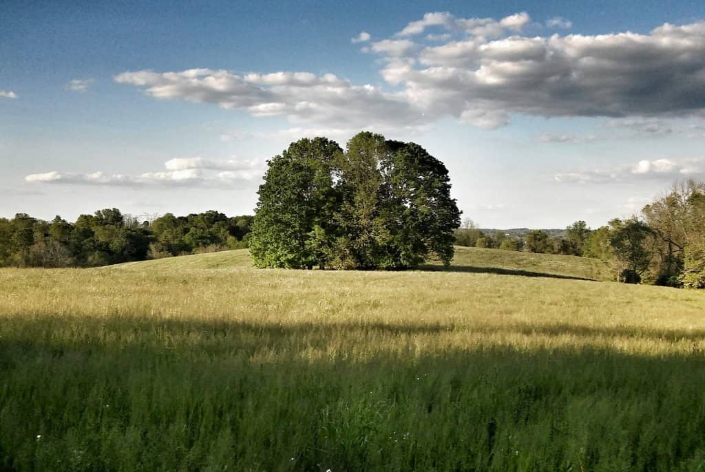 Birdwatcher's Paradise