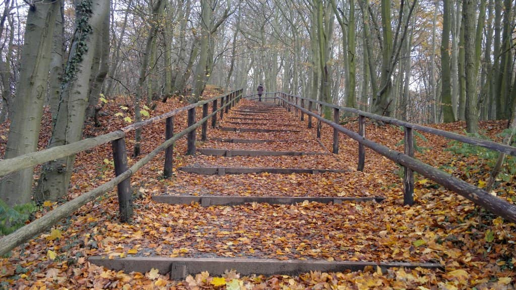 Beach and Forest Connection