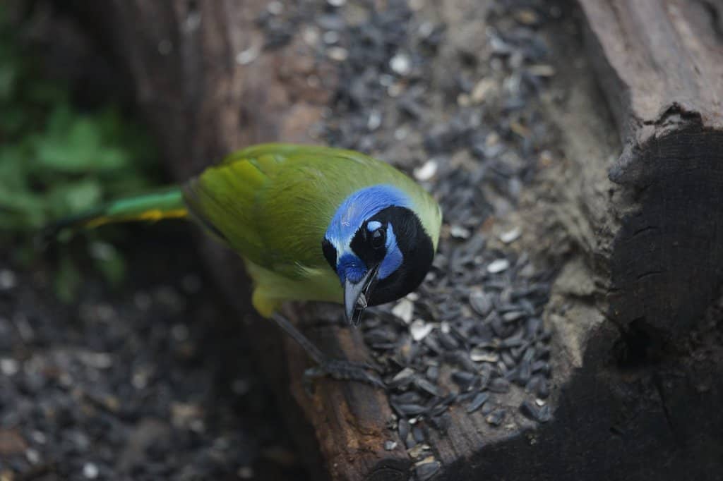 Visitor Center Feeders