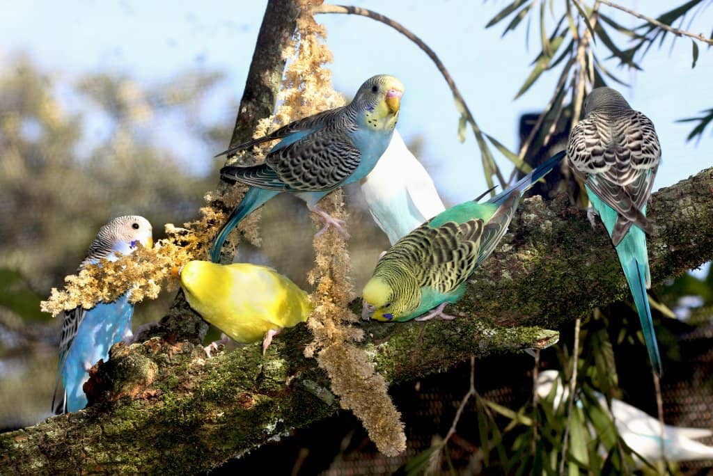 Tropical Aviaries