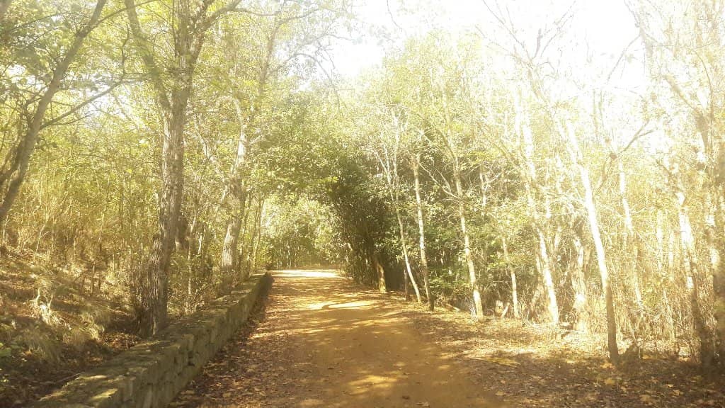 Ancient Laurisilva Forests