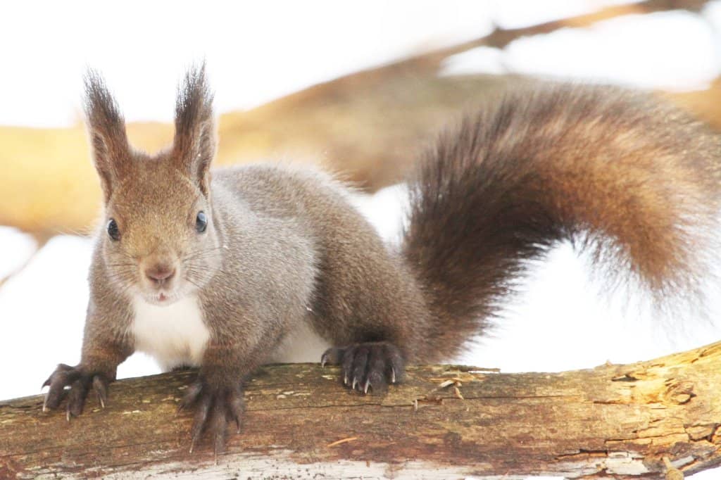 Squirrel and Bird Spotting