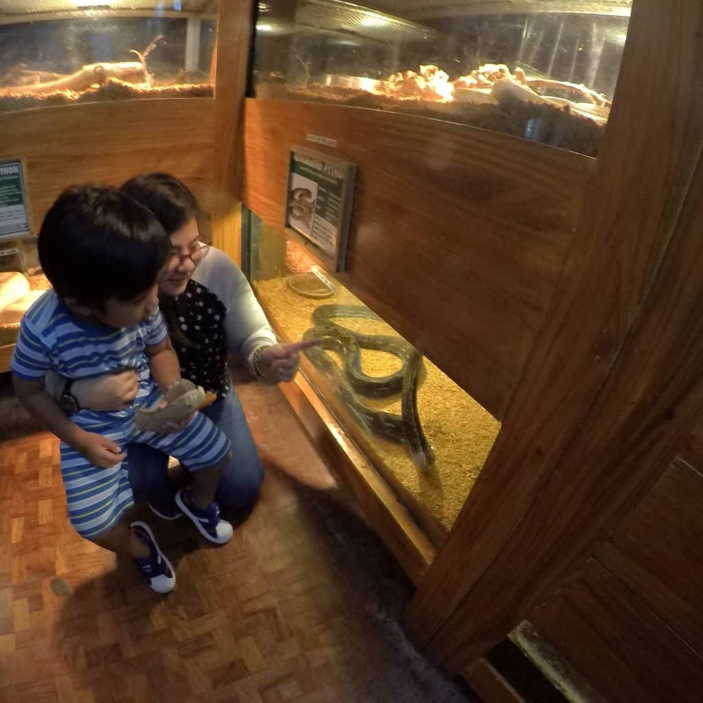 Tiger Encounter