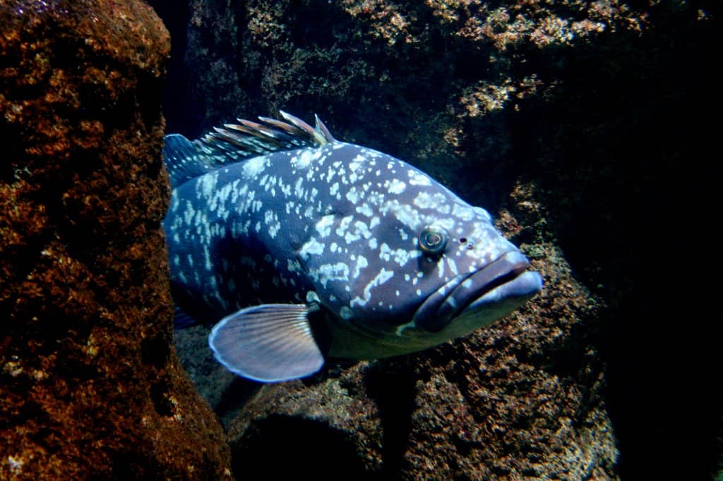 Unique Axolotl Exhibit