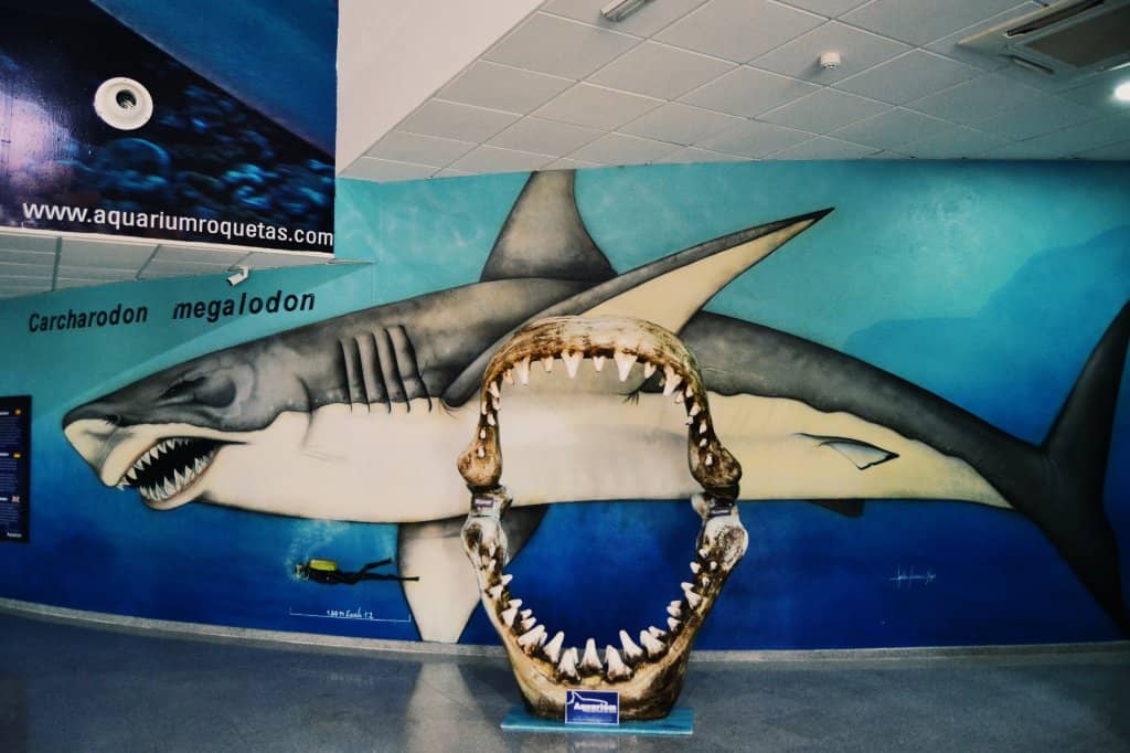 Colorful Tropical Fish