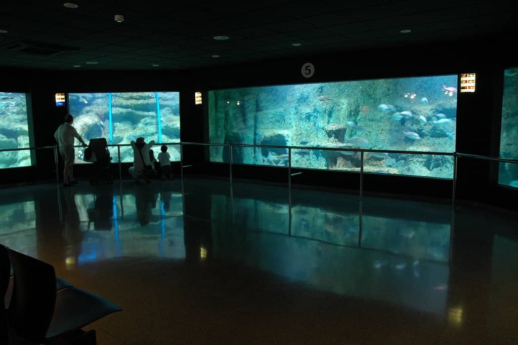 Shark Tank Spectacle