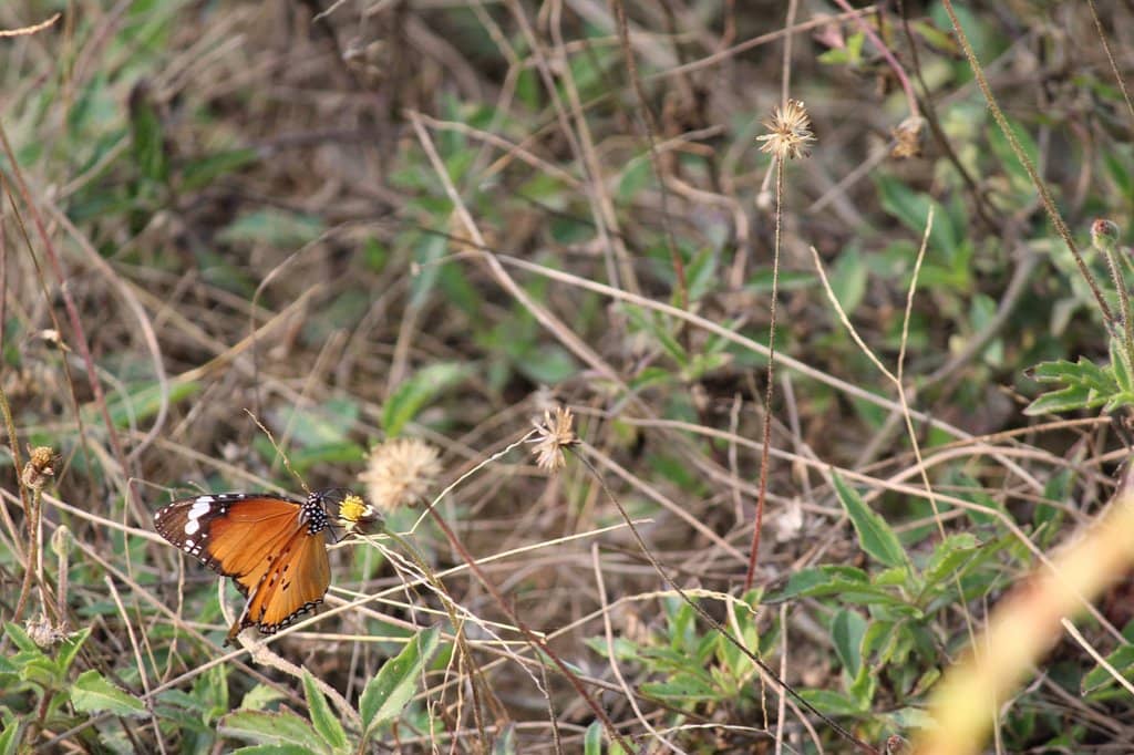 Butterfly Park
