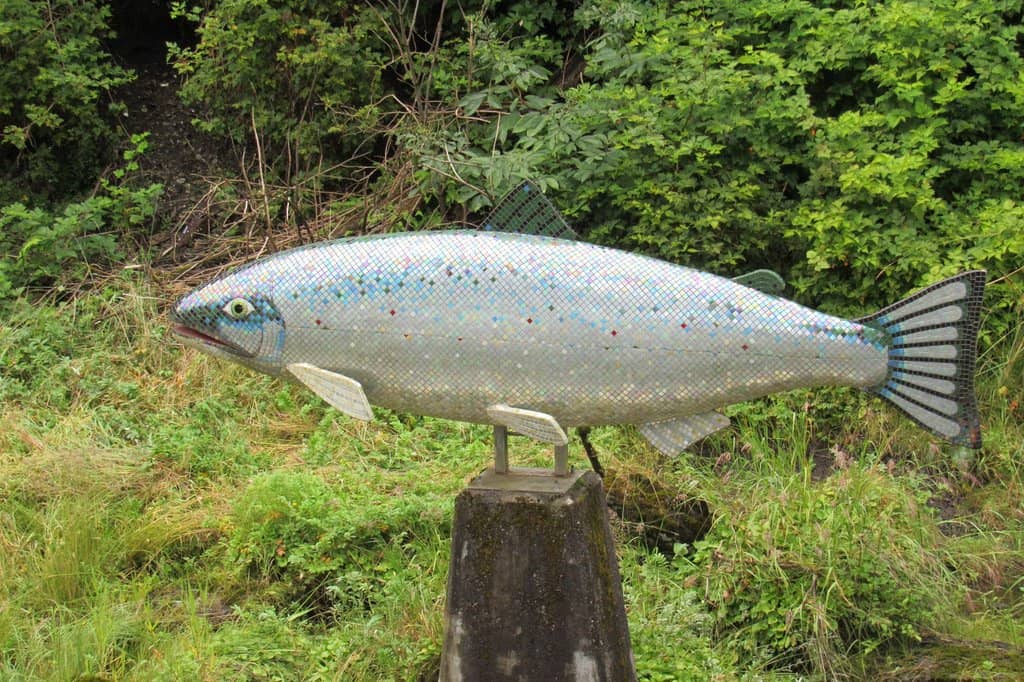 Salmon Run
