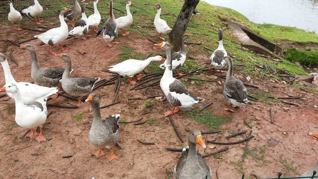 Local Kiosks and Refreshments