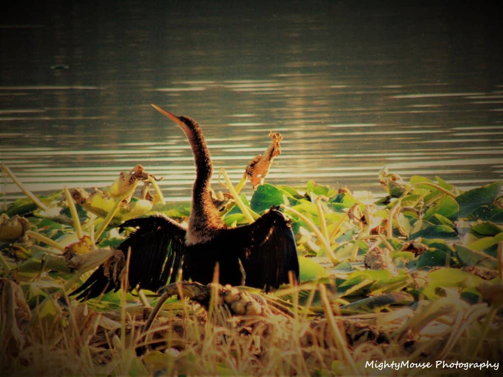 Wildlife Spotting
