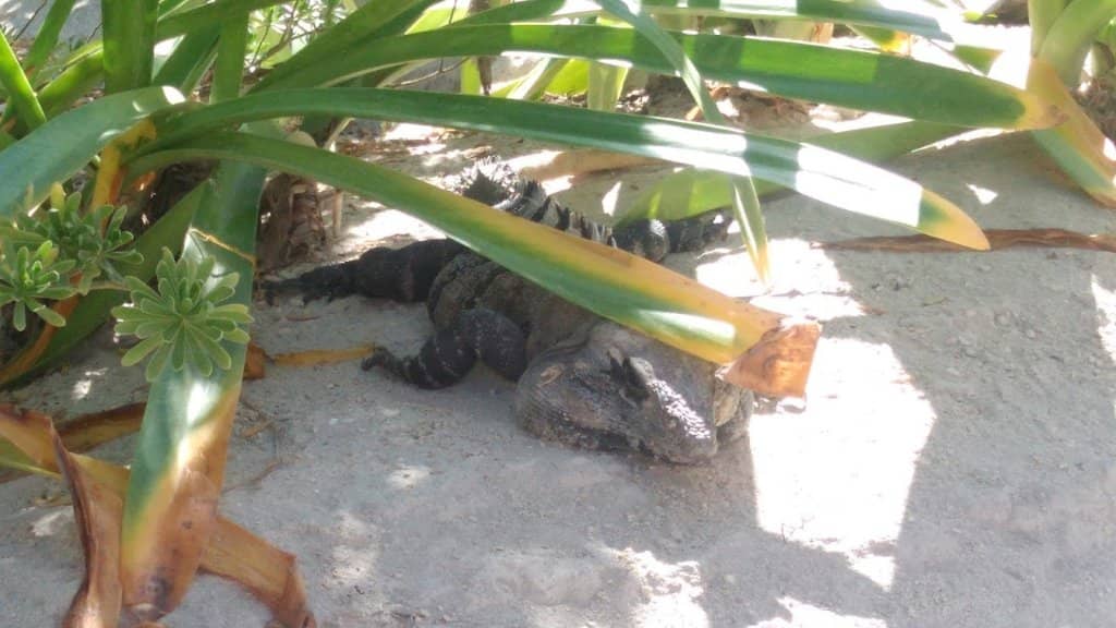 Sea Turtle Sanctuary