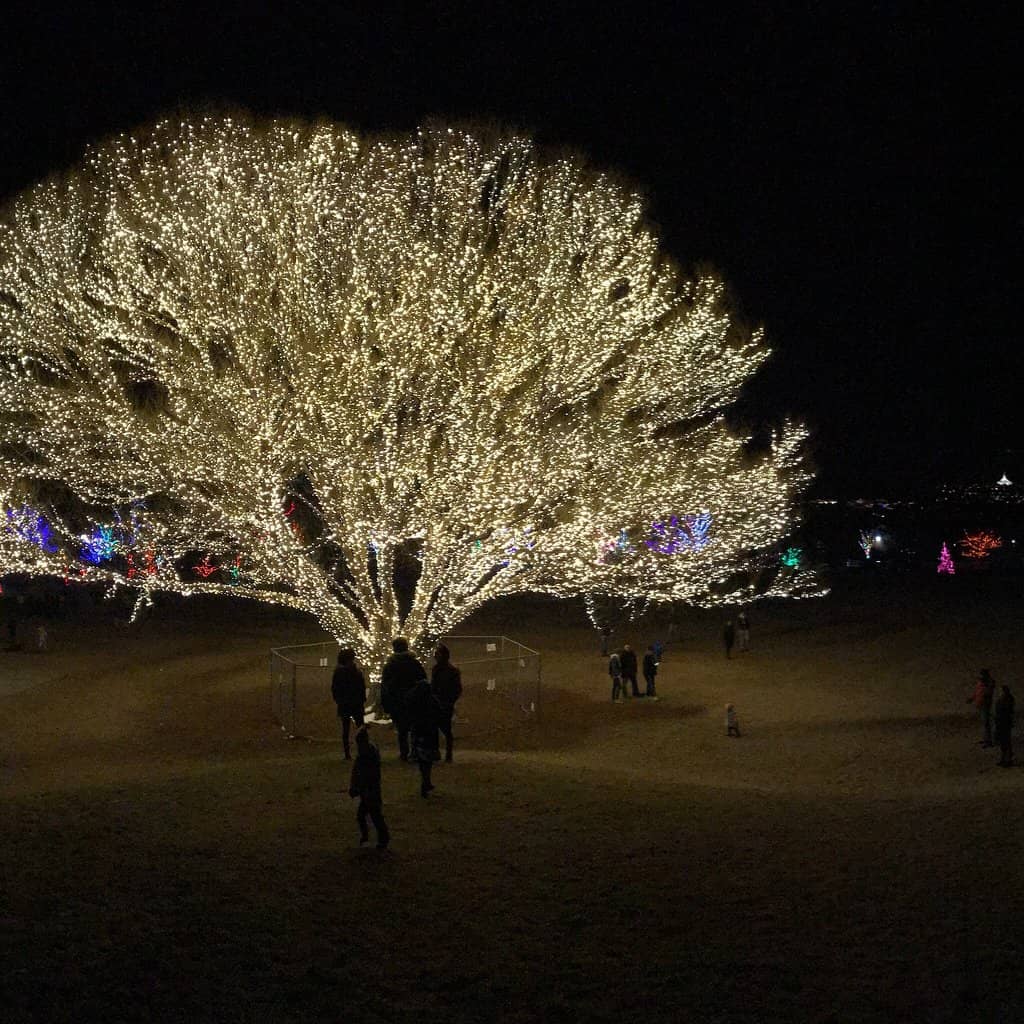 All-Abilities Playground