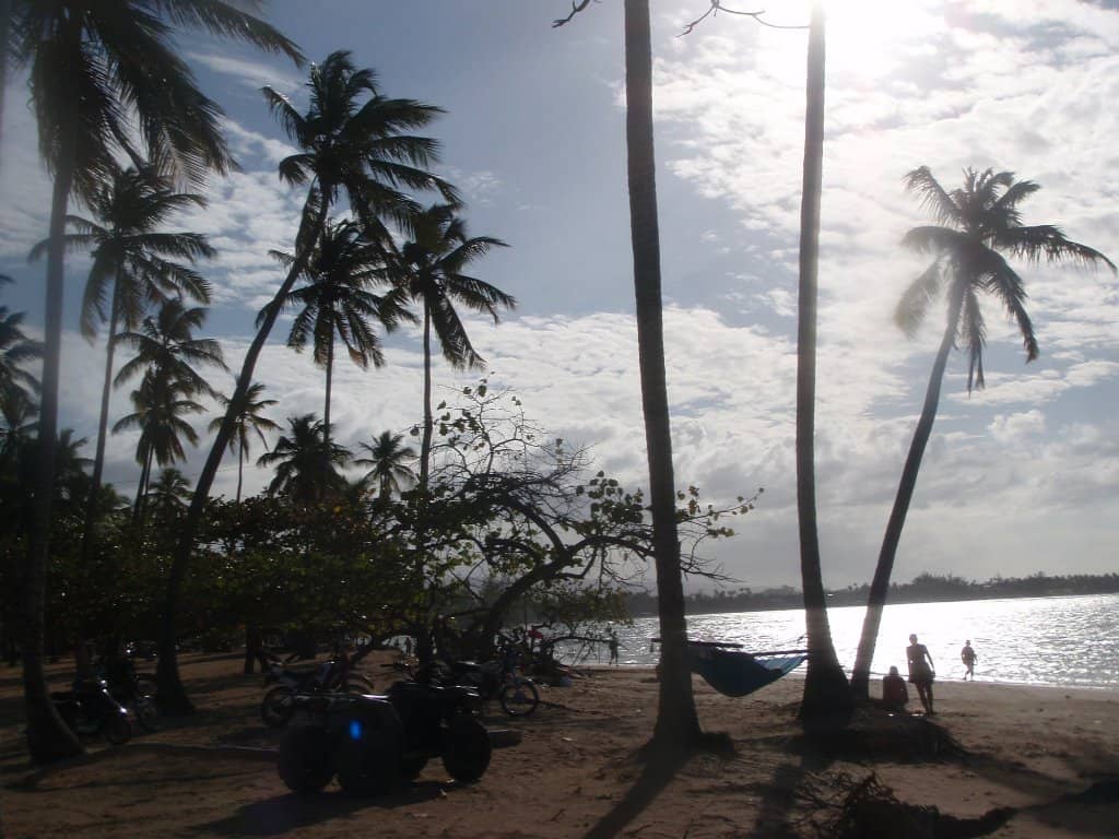 Palm-Lined Serenity
