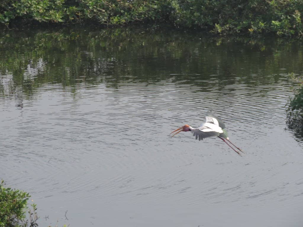 Migratory Bird Spectacle