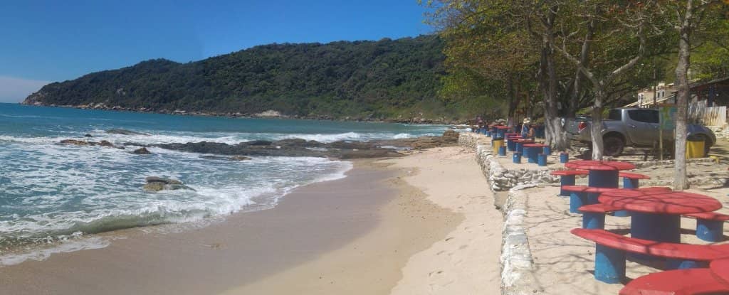 Lush Atlantic Forest Backdrop