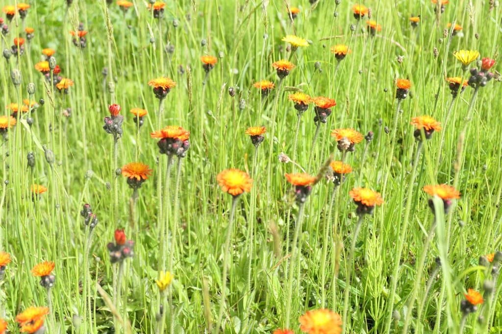Genseikaen JR Train Station